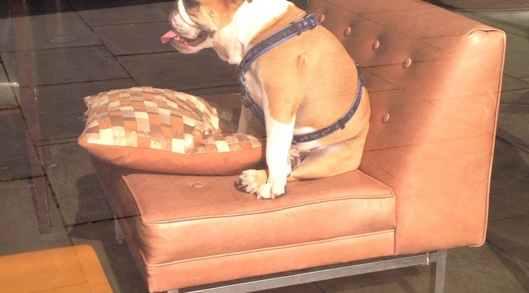 A photograph of a bulldog sitting on a lounge chair in a restaurant bar.