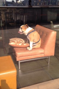 A photograph of a bulldog sitting on a lounge chair in a restaurant bar.