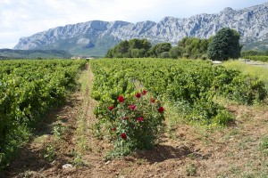 Montagne Ste Victoire