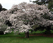 A photograph of blossom on a tree.