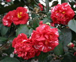 Camellia at Chiswick House.