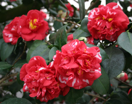 Camellia japonica Parksii at Chiswick House.