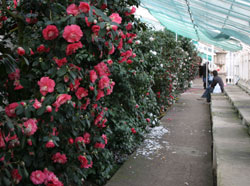 Rows of ancient camellias at Chiswick House.